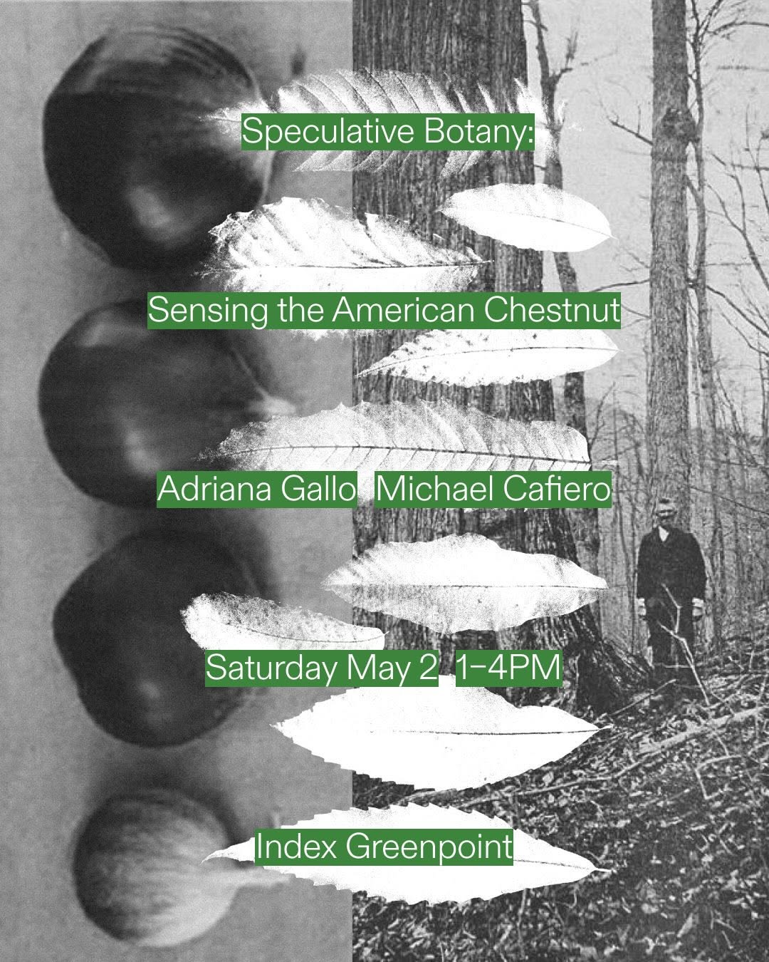 Image for Speculative Botany: Sensing the American Chestnut